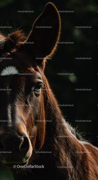 Close up of young foal with soft sunlight outline