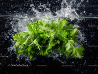 Fresh Green Parsley Leaves Over Water Splash for Food Presentation