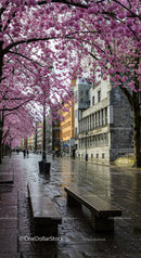 Blooming Cherry Trees Over City Street in Spring