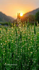 Dewy Grass with Sunrise Over Mountain Landscape