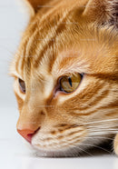 Close up of resting orange tabby cat face