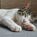 Close-up of a Peaceful Sleeping Tabby Cat