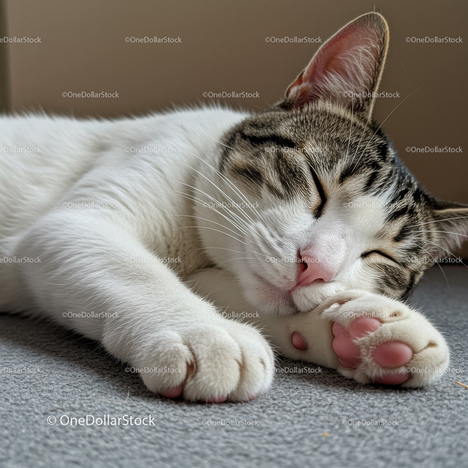 Close-up of a Peaceful Sleeping Tabby Cat