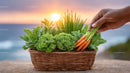 Basket of Fresh Carrots and Lettuce with Sunset in the Background