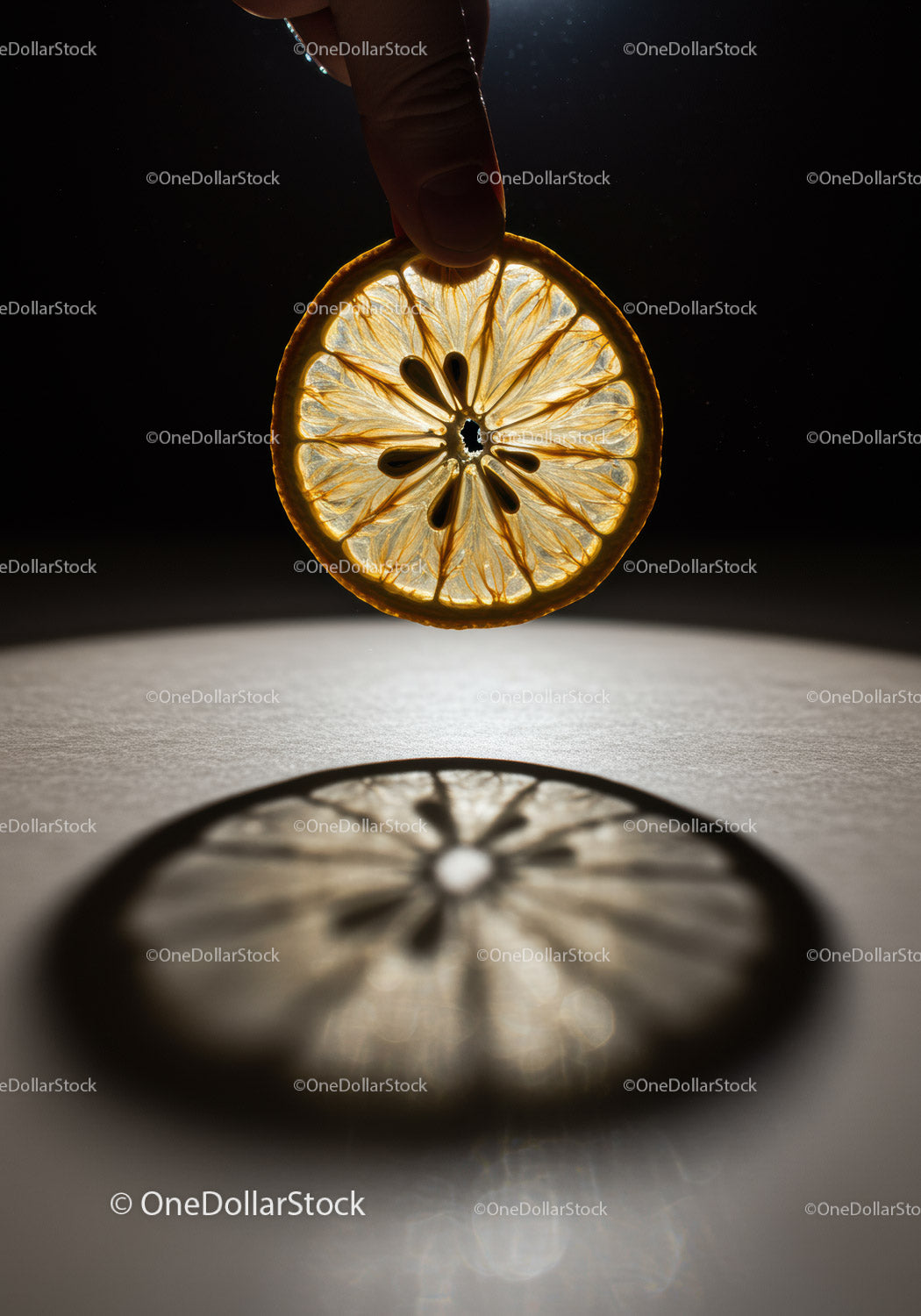 Hand Holding a Backlit Dried Orange Slice with Shadow