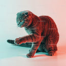 Playful Grey Tabby Cat in a Dynamic Pose with Striped Fur