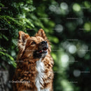 Friendly Brown Dog in Forest with Lush Greenery