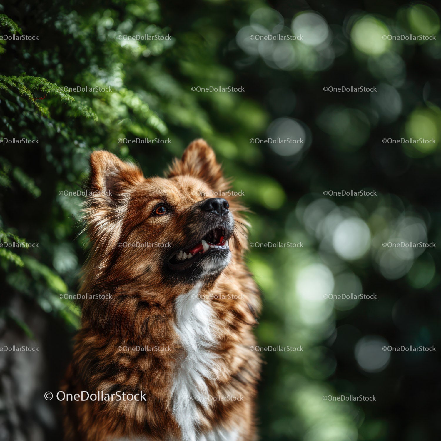 Friendly Brown Dog in Forest with Lush Greenery