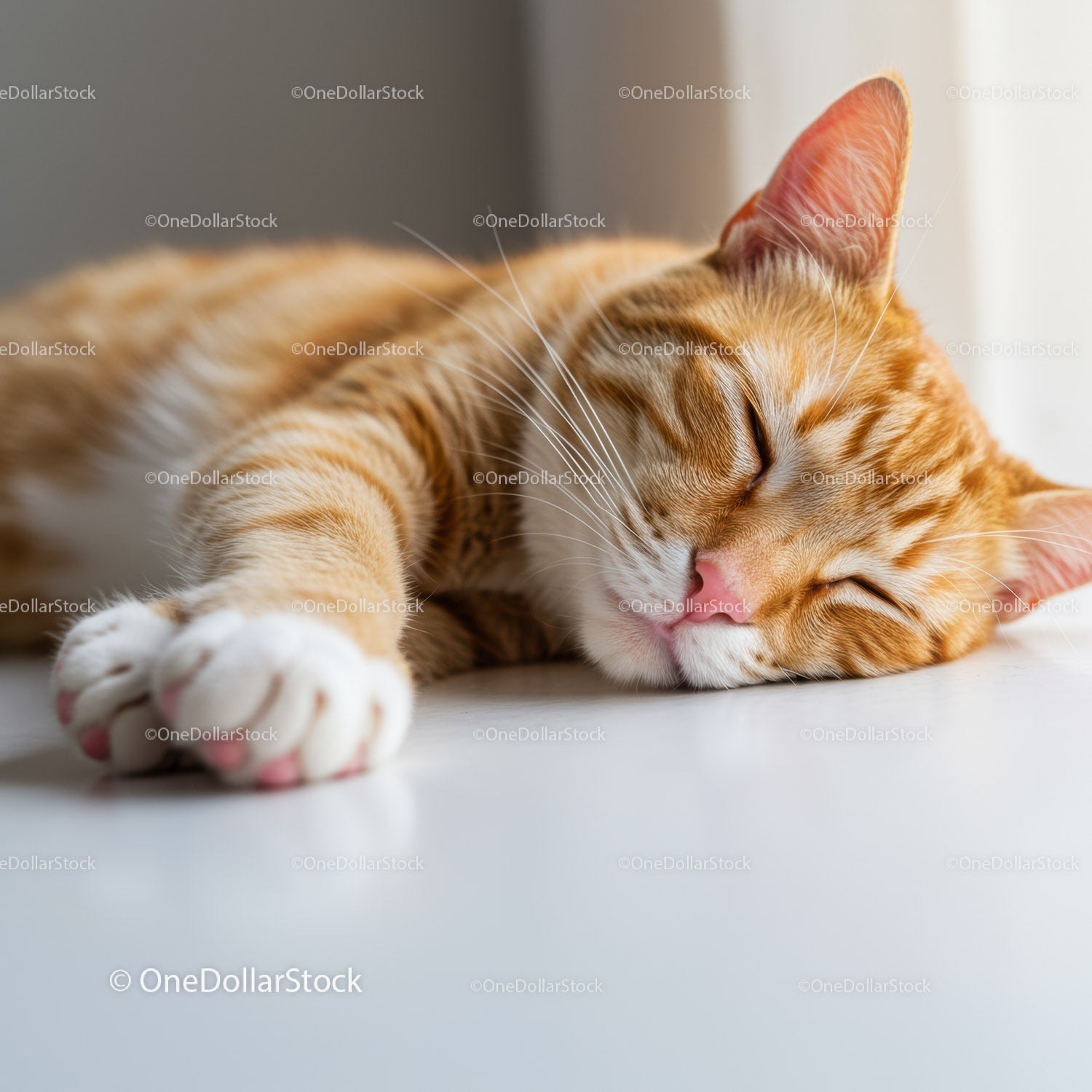 Ginger cat peacefully sleeping on white surface