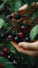 Close-up of Ripe Cherries Hanging on Branch in Orchard