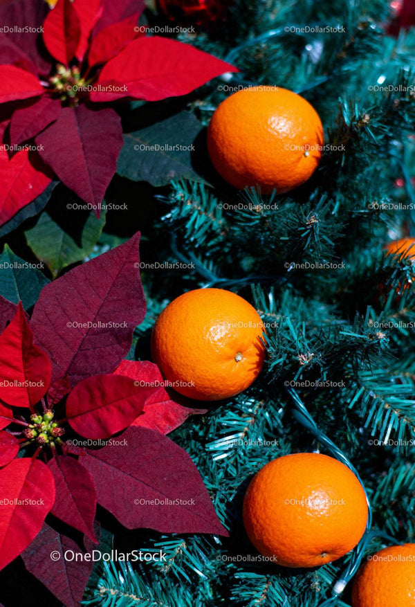 Festive mandarins and red poinsettia on pine branches