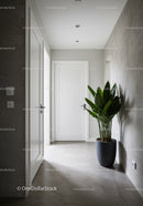 Modern Minimalist Hallway Featuring Green Fiddle Leaf Fig in Clean Interior