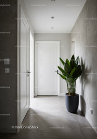 Modern Minimalist Hallway Featuring Green Fiddle Leaf Fig in Clean Interior