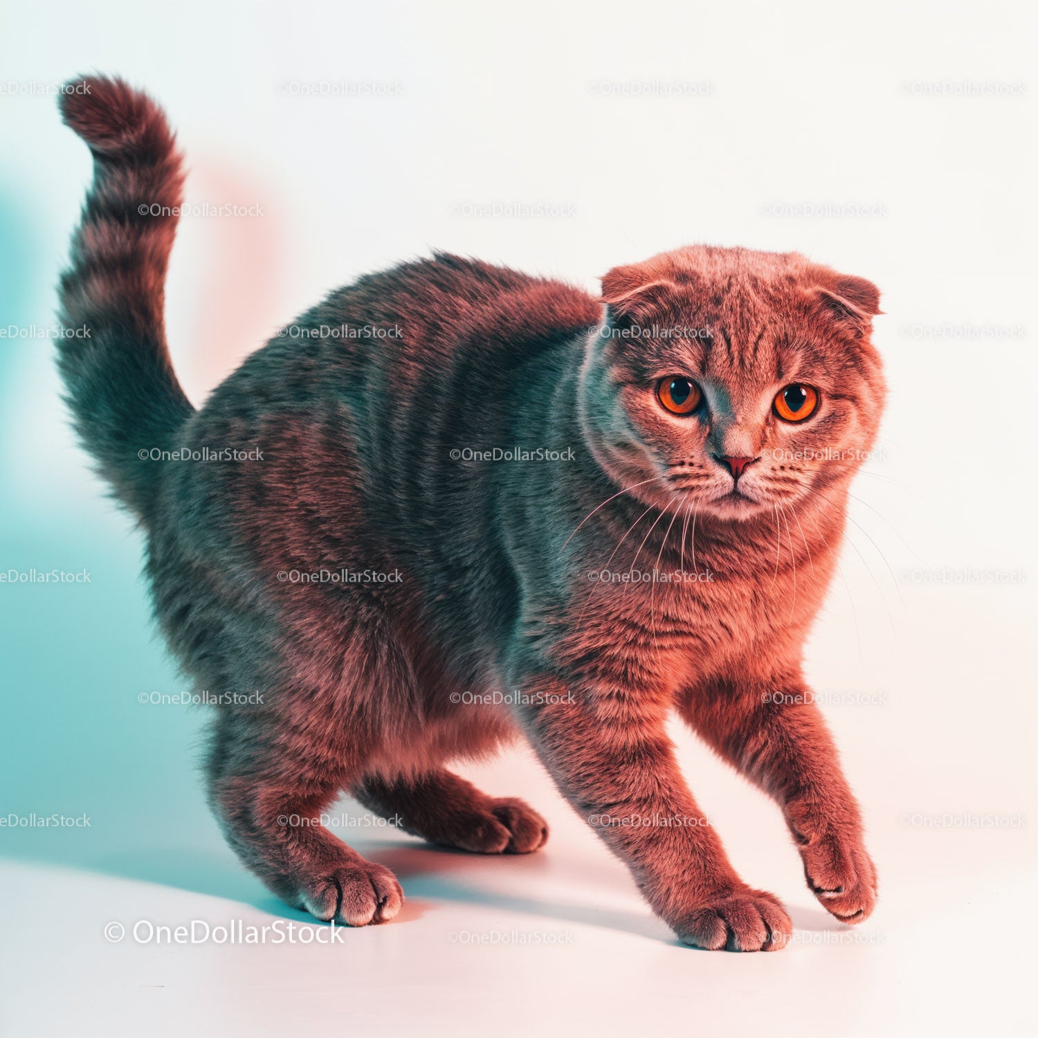 Playful Grey Tabby Cat in a Dynamic Pose with Striped Fur