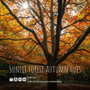 Sunlit Forest Autumn Hues LUT Pack preview