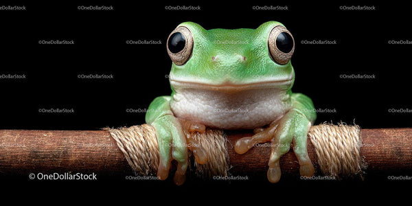 Close-up of Green Tree Frog on Wooden Branch