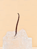 Vanilla Bean Pod Embedded in Clear Ice Cube