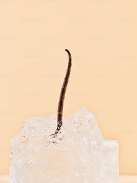 Vanilla Bean Pod Embedded in Clear Ice Cube