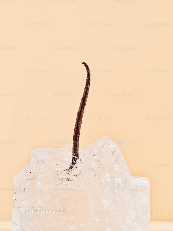 Vanilla Bean Pod Embedded in Clear Ice Cube