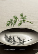 Fresh dill casting delicate shadow on ceramic plate