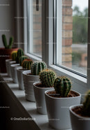 Collection of Green Cacti and Succulents on Windowsill in Indoor Home