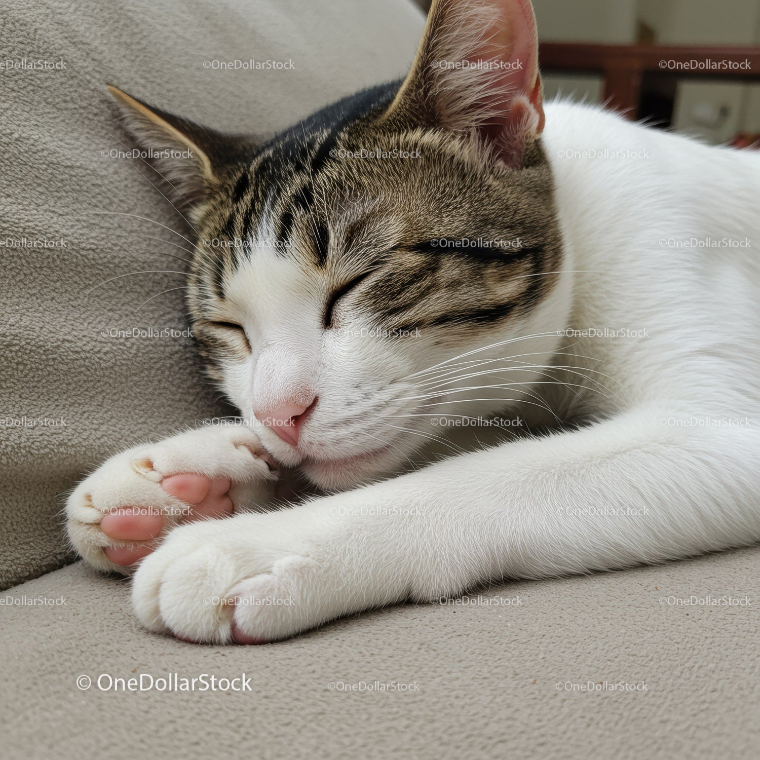 Close up of sleepy tabby cat resting peacefully