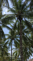Tall Coconut Palm Trees Under Bright Blue Summer Sky