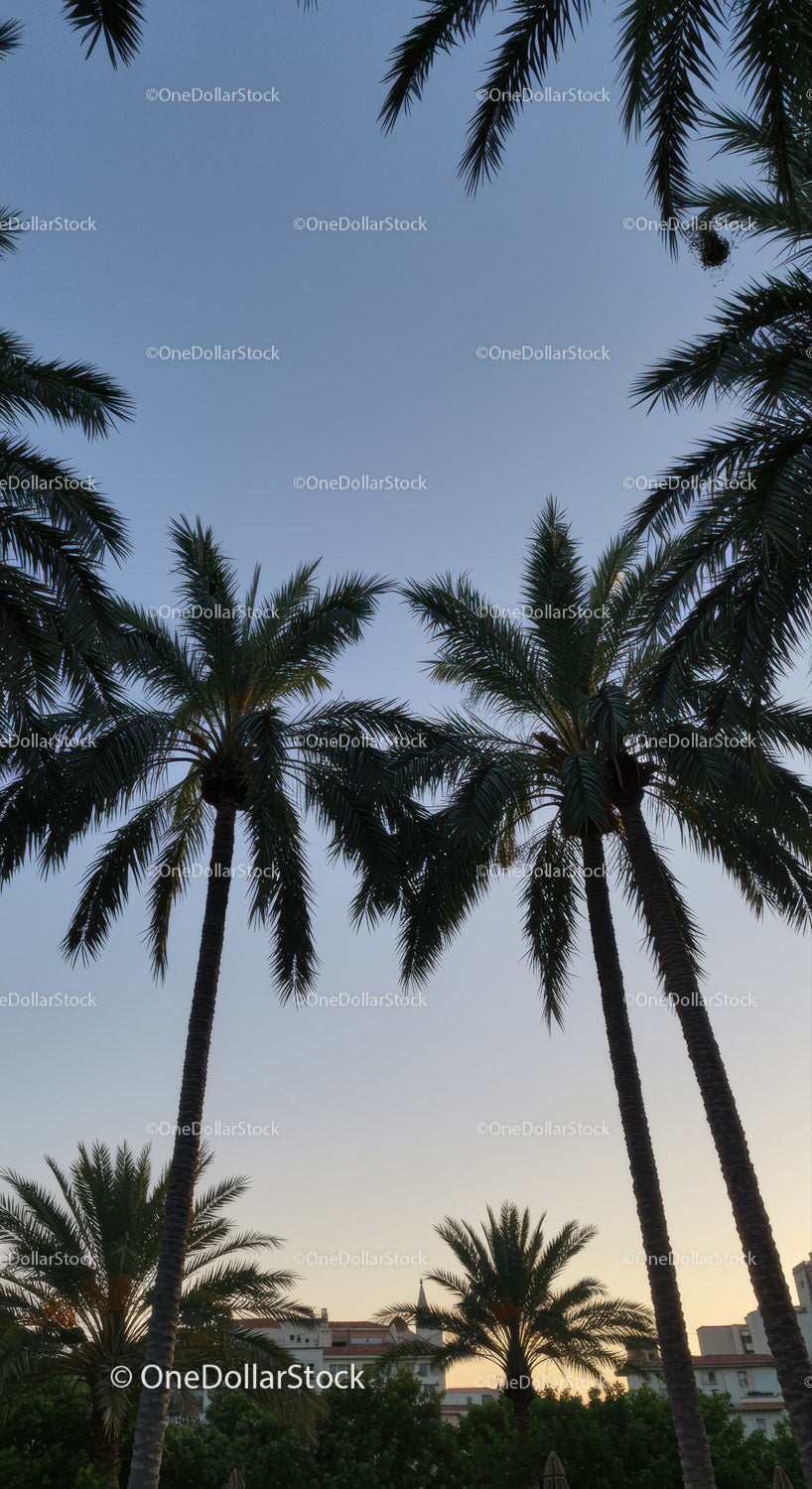 Tall Palm Trees Silhouetted Against a Clear Blue Sky in a Tropical Cityscape
