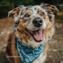 Joyful Australian Shepherd Dog with Blue Bandana in Outdoor Setting