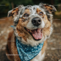 Joyful Australian Shepherd Dog with Blue Bandana in Outdoor Setting