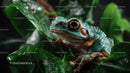 Close-up of Green Tree Frog on Lush Tropical Foliage
