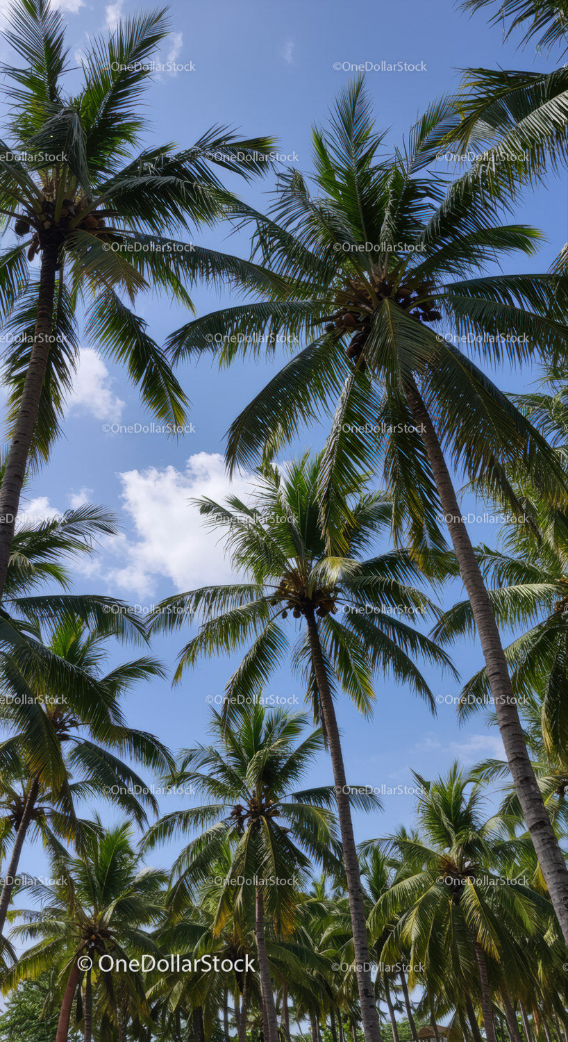 Tropical Palm Trees Under Bright Blue Sky with Lush Green Foliage