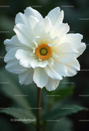 Beautiful White Peony Flower with Orange Center Captured in Natural Light