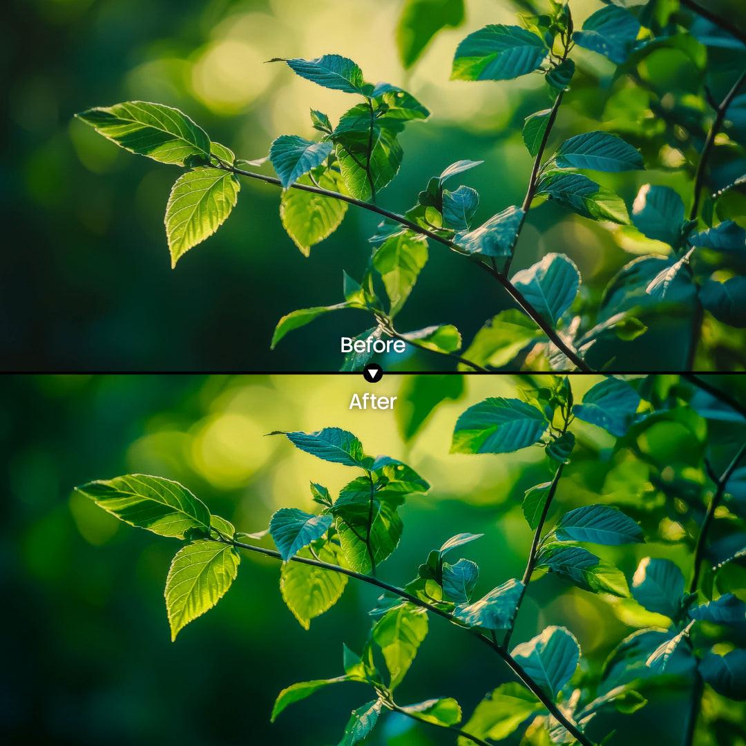Before and after Nature Lightroom preset edit on green forest leaves