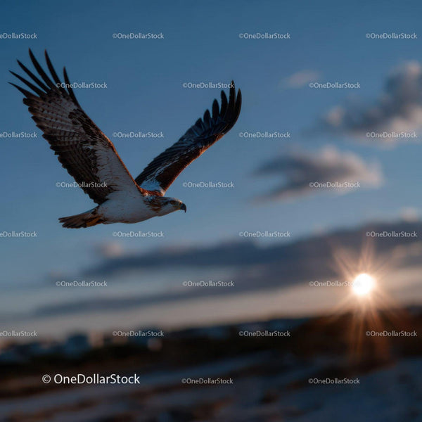 Majestic Sea Eagle Soaring in the Bright Blue Sky at Sunset