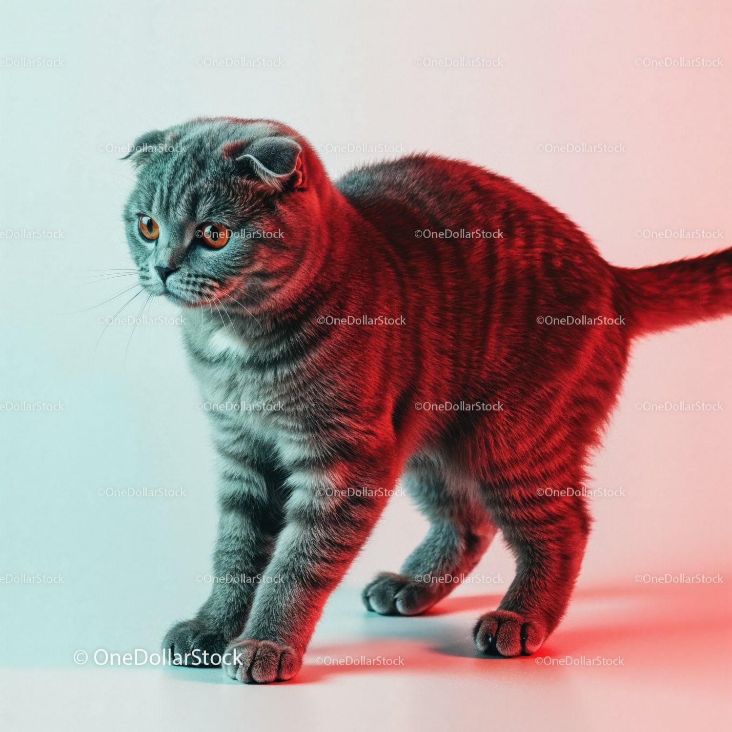 Playful Grey Tabby Cat in a Dynamic Pose with Striped Fur