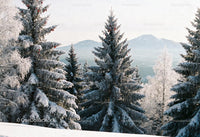 Snow-covered evergreen forest with distant mountain view