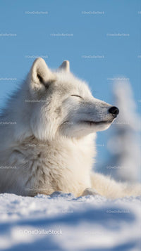 Serene Arctic Fox Relaxing in a Snowy Landscape