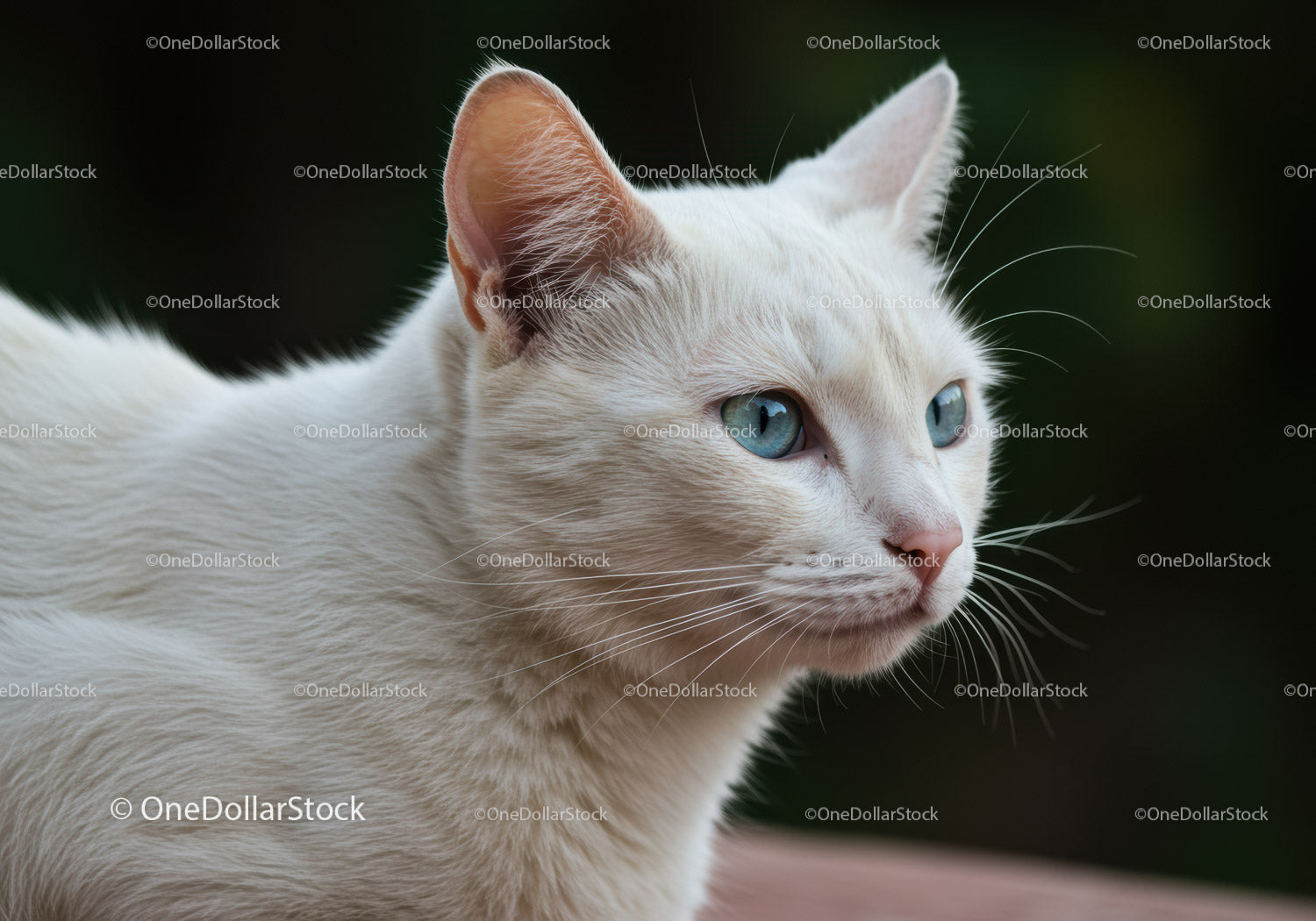 Close Up of White Cat with Blue Eyes in Natural Light
