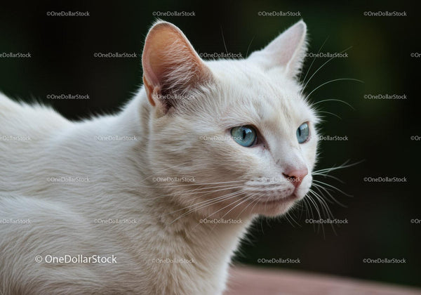 Close Up of White Cat with Blue Eyes in Natural Light