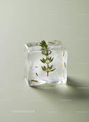 Ice Cube with Fresh Herb Inside on Light Background