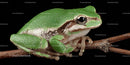 Green Frog Sitting on Branch in Close-Up Natural Scene