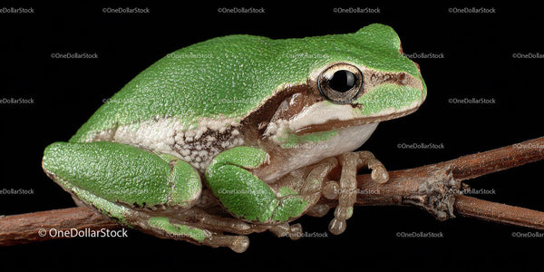 Green Frog Sitting on Branch in Close-Up Natural Scene
