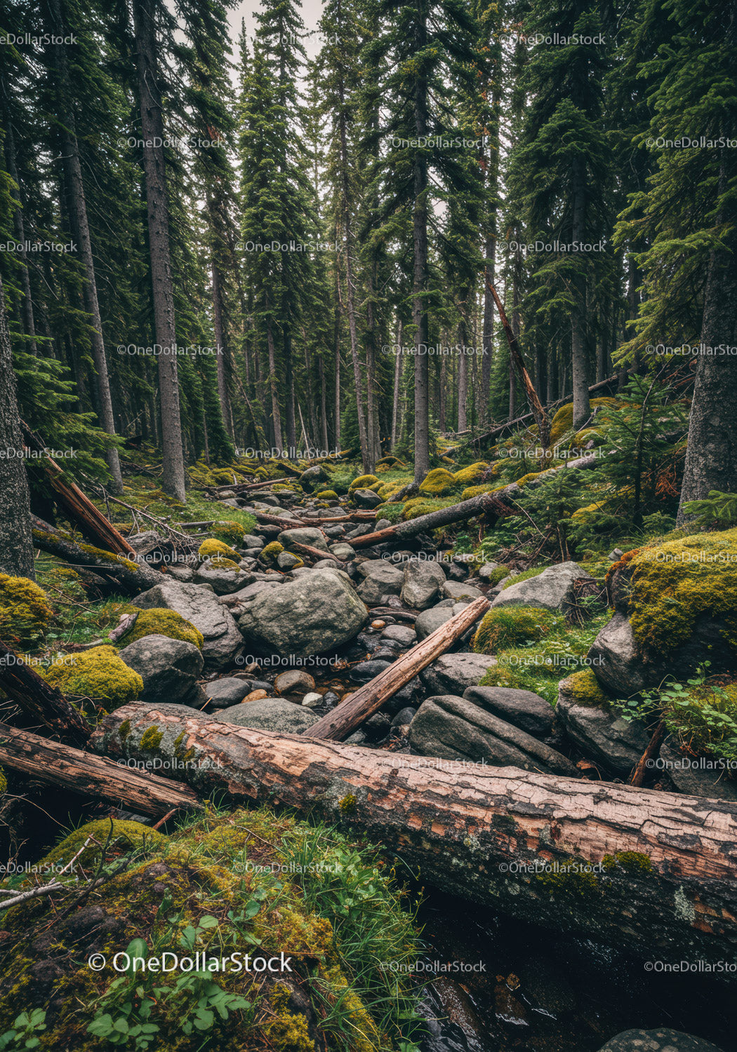 Mossy forest floor with fallen logs and rocks