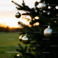 Golden baubles hanging on evergreen tree at sunset