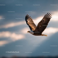 Majestic Bald Eagle in Flight Over Clouded Sky