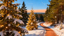 Sunlit Winter Pathway with Festive Snowy Pine Trees
