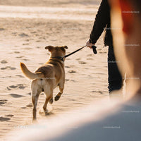 Person Walking a Dog Along Sunlit Sandy Beach
