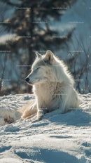 Ethereal Arctic Fox Relaxing in a Snowy Landscape