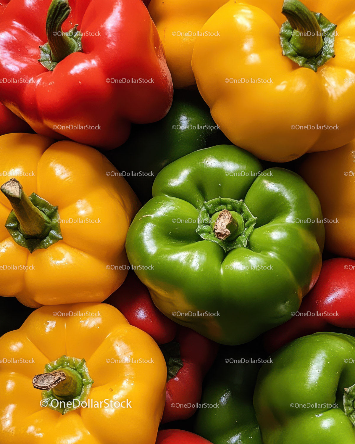 Fresh Organic Bell Peppers in Red Yellow and Green